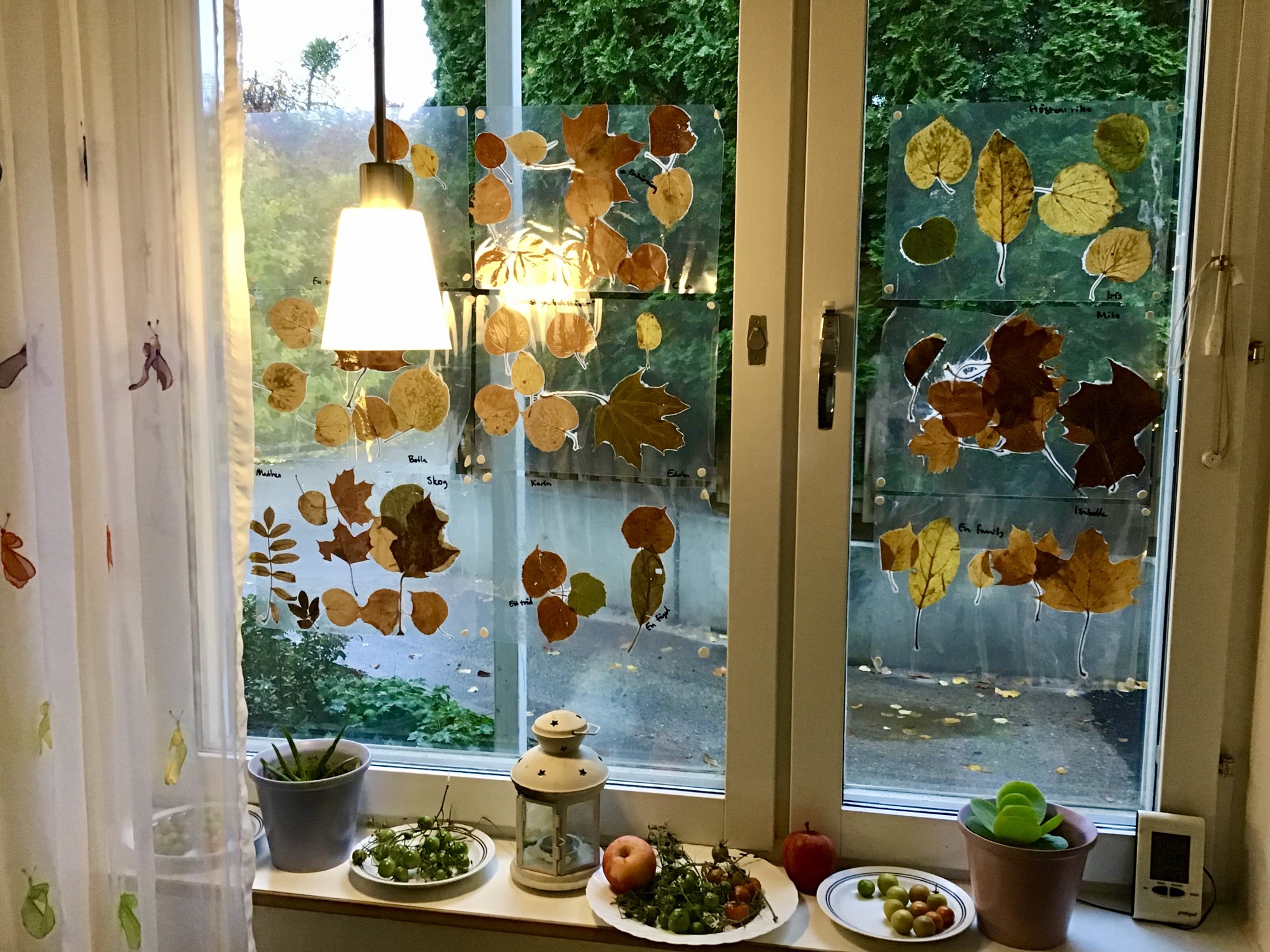 Lövkonst uppsatt på fönster, gröna tomater morgnar på fönsterbrädan