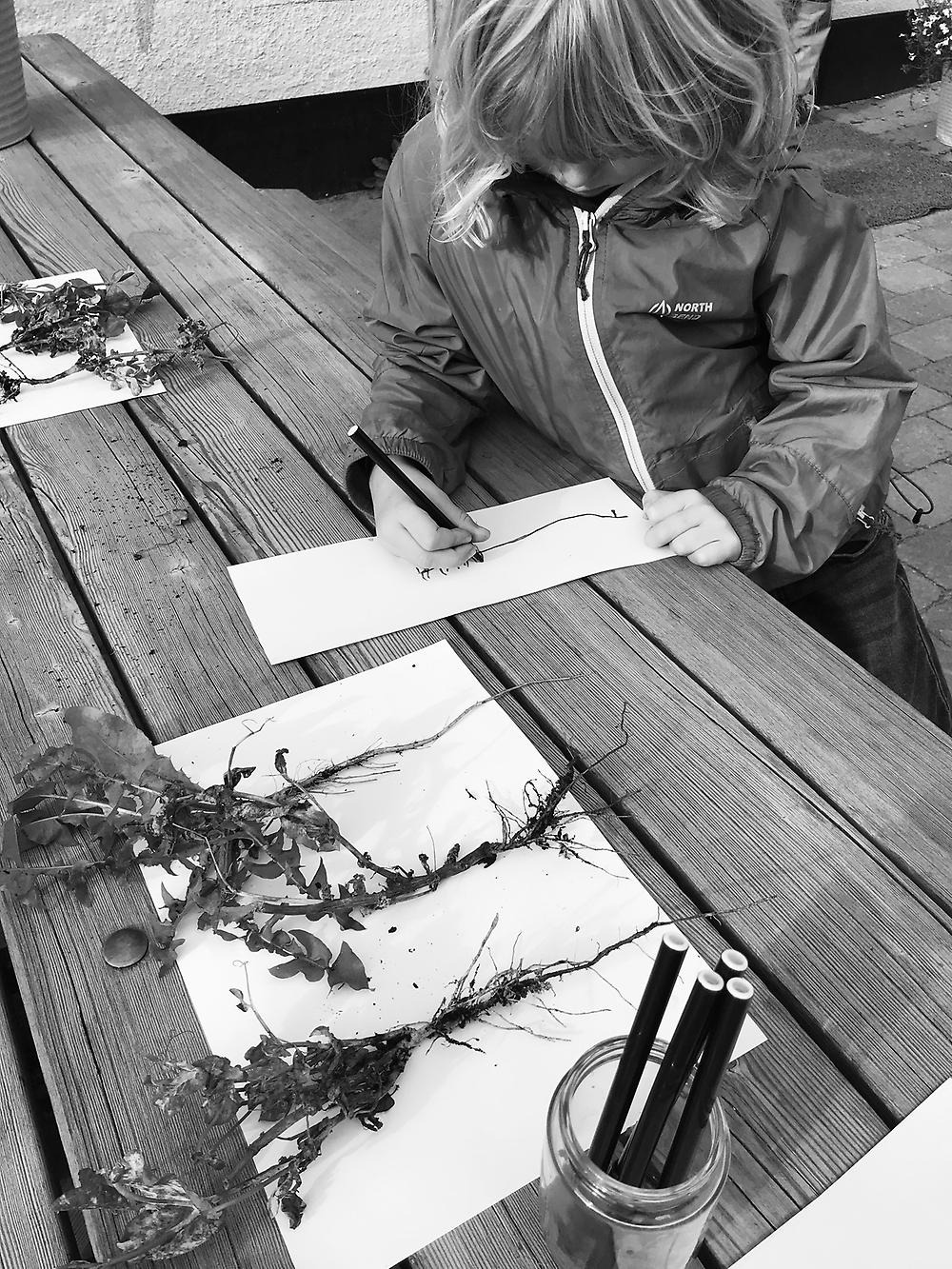 Ett barn ritar av maskrosplantor utomhus